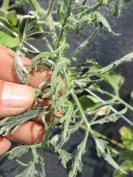 Tomato leaf problems appear in different stages of plant growth. Tomato Leaf Curling Purdue University Vegetable Crops Hotline