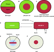 Mitotic cell division functions in all of the following except to. The Plant Vascular System Evolution Development And Functionsf Lucas 2013 Journal Of Integrative Plant Biology Wiley Online Library