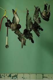 shower for dead birds by sacha ketoff 2011 bird taxidermy bird photography art