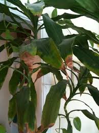 Generally, experts recommend that you wait until the lily wilts slightly before watering it. Removing Dracaena Brown Leaf Tips Corn Plant Dracena Plant Plant Leaves Turning Brown