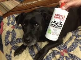 Maybe you would like to learn more about one of these? What To Do If You Or Dog Gets Sprayed By A Skunk Simplemost