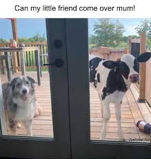 42 Funny Pictures Of Animals Doing Funny Things With Captions Justviral Net Animals Doing Funny Things Funny Animal Pictures Funny Animals