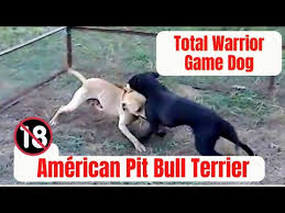 Documentaries and Reports about APBT & Gamedog World