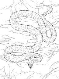 Gopher Snake Coloring Page Free Printable Coloring Pages Snake Coloring Pages Coloring Pages Free Coloring Pages