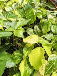 Image result for Acalypha welwitschiana
