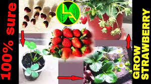 How To Grow Strawberries Plant From Fruits At Home Easy Steps Youtube زراعة الفراولة Growing Strawberries Strawberry Plants Fruit Garden