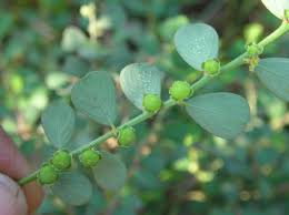 Image result for Phyllanthus maderaspatensis