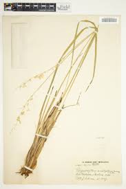 Image result for Urochloa semiundulata