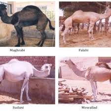 What led the magi to baby jesus? Pdf Future Opportunities For Genetic Improvement Of The Egyptian Camels