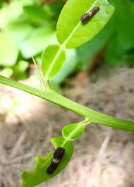 柑橘類の葉の黒い幼虫は アゲハの幼虫 Saienyosikoのブログ