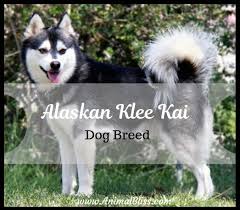 The alaskan klee kai is a smaller version of the alaskan husky, though it physically resembles the siberian husky. Alaskan Klee Kai Dog Breed Facts And Information