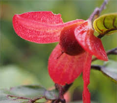 Image result for Dissotis sizenandoi