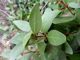 Image result for Pterocelastrus