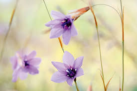 Image result for Dierama formosum