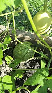 Check spelling or type a new query. Best Tips For Growing Spaghetti Squash Reuse Grow Enjoy