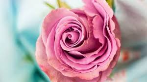 Download 19 Pink Rose Wallpapers Wallpaper For Iphone Android Mobile And Desktop