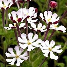 Creeping Phlox Is A Fragrant Groundcover That S Easy To Grow In Any Climate During The Day It S A Dense Green Carpet Flower Seeds Creeping Phlox Flower Pots