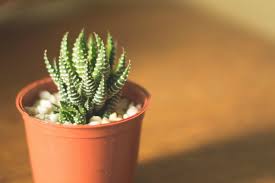El Sustrato Ideal Para Las Plantas Suculentas Guia De Jardin