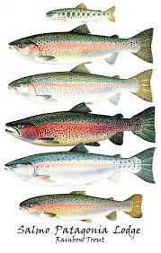 Rainbow Trout Fry Male Adult Female Adult Male Spawning