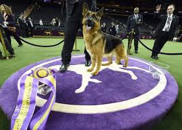German shepherd puppies madison wisconsin. Rumor The German Shepherd Wins Best In Show At Westminster The Denver Post