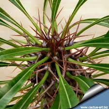 Image result for Pachycarpus eximius