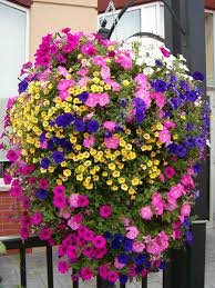 Check spelling or type a new query. Beautiful Hanging Baskets Thirsk Garden Centre