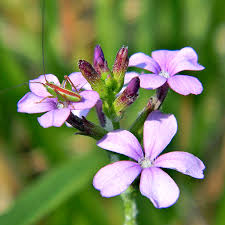 Image result for Buchnera