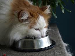 Where can you buy feline natural cat food? Salmonella In Raw Cat Food It S Less Likely Than You Think Catster