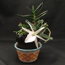 Image result for Angraecum