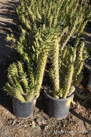 Image result for Austrocylindropuntia