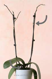 Pin On Orchids Orquideas
