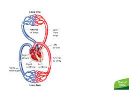 Body S Transport System Warm Up 12 13 11 1 What Are The 3 Functions Of The Cardiovascular System 2 What Is Carried In The Blood As Needed Material Ppt Download