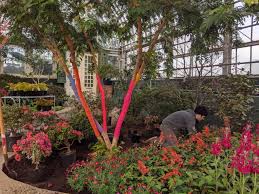 Quinceñeras, prom, holidays, sympathy, and everyday flowers Celebrate Spring At Chicago S Best Flower And Garden Shows Choose Chicago
