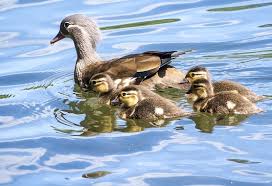 Se siberia, korean pen., japan and e china; Mandarin Duck Facts And Beyond Biology Dictionary