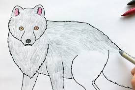 It's easy to make assumptions about arctic animals, but the arctic fox has some habits and attributes that may surprise you. Arctic Fox Free Printable Templates Coloring Pages Firstpalette Com