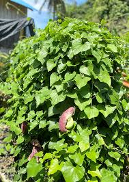 Image result for Aristolochia littoralis