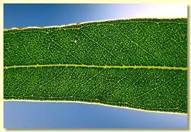 Image result for Eucalyptus cloeziana