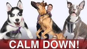 We did not find results for: How To Calm Your Dog Down In Minutes Youtube