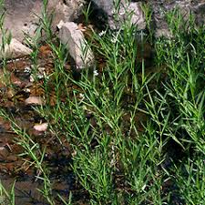 Image result for Justicia striolata