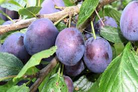 Image result for prunus domestica renkloda althana