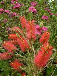 Image result for Callistemon