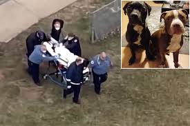 Fatal pit bull attacks have surpassed 400 since 1998; Dogs That Mauled Nj Boy To Death Were Neighbor S Pit Bulls