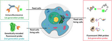 31751 county road 16, keenesburg, co 80643. Fluorescence Imaging Of Intracellular Nucleases A Review Sciencedirect