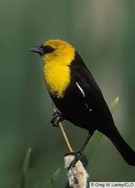 Midwest Birds With Yellow Feathers Yellow Headed Blackbird Black Bird Pet Birds Beautiful Birds