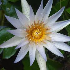 Image result for Nymphaeaceae