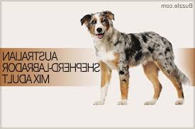 On the australian shepherd side, you have a loving, loyal, dedicated. Australian Shepherd Labrador Retriever Mix Petsidi