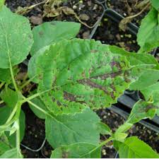Image result for leaf spot hydrangea