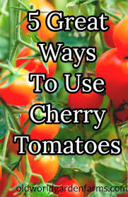 5 Great Ways To Eat And Preserve Cherry Tomatoes Cherry Tomatoes Green Cherry Tomatoes Recipe Cherry Tomato Recipes