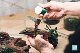 Image result for Astropanax barteri