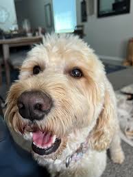 The joys of living with a mom who loves belly rubs and dancing